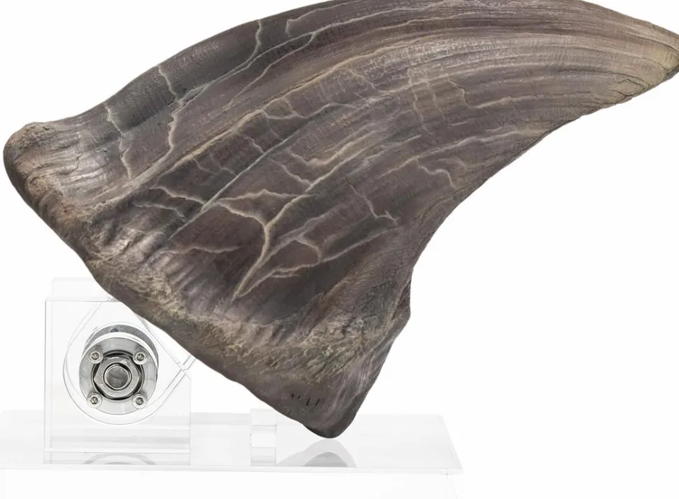 Jurassic Park - Screen Used T-Rex Foot Claw Reproduction 1:1 Scale Life-Size Prop Replica