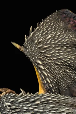 Monster Hunter - Nergigante 1/26th Scale Statue