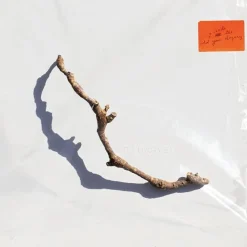 PJ Harvey - I Inside the Old Year Dying LP Vinyl Record