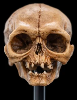 The Lord of the Rings - Skull of Gollum Miniature Skull 5