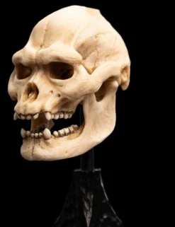 The Lord of the Rings - Skull of Lurtz Miniature Skull 6