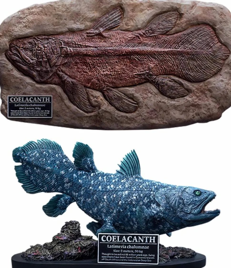 Wonders of the Wild - Coelacanth & Fossil Deluxe 7” Statue