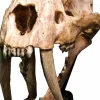Wonders of the Wild - Smilodon Skull Fossil 8" Statue