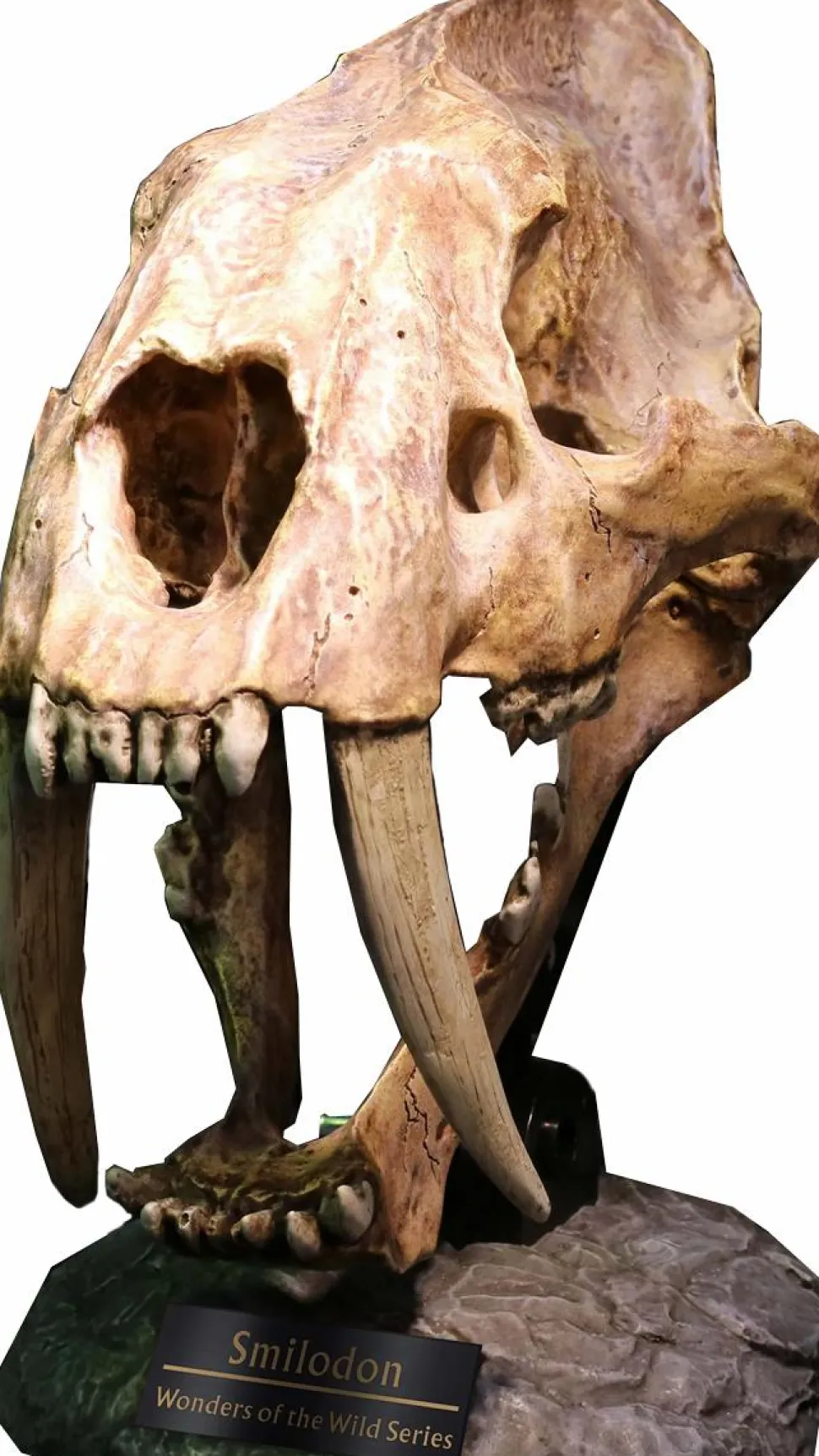 Wonders of the Wild - Smilodon Skull Fossil 8" Statue
