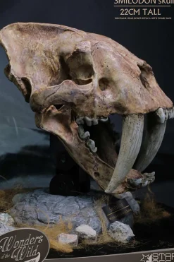 Wonders of the Wild - Smilodon Skull Fossil 8