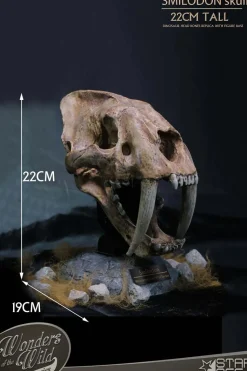 Wonders of the Wild - Smilodon Skull Fossil 8