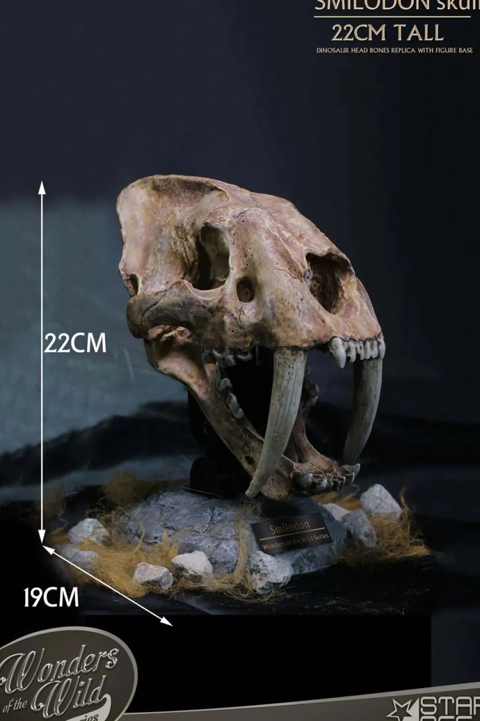 Wonders of the Wild - Smilodon Skull Fossil 8" Statue