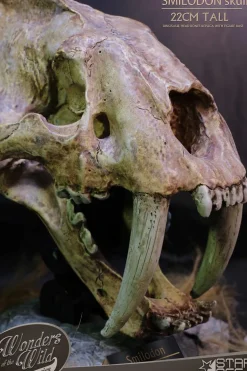 Wonders of the Wild - Smilodon Skull Fossil 8