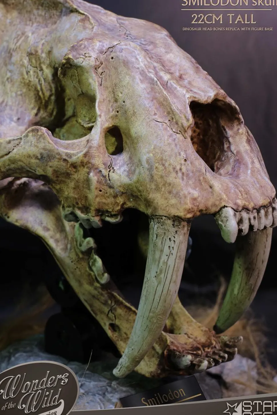 Wonders of the Wild - Smilodon Skull Fossil 8" Statue