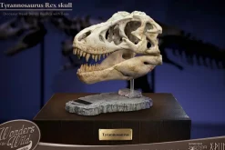 Wonders of the Wild - Tyrannosaurus Rex Skull 7” Statue