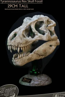 Wonders of the Wild - Tyrannosaurus Rex Skull Fossil 11